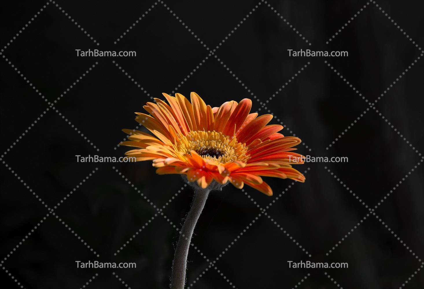 تصاویر گل و گیاه